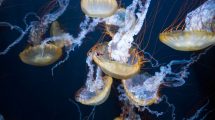 Biodiversity