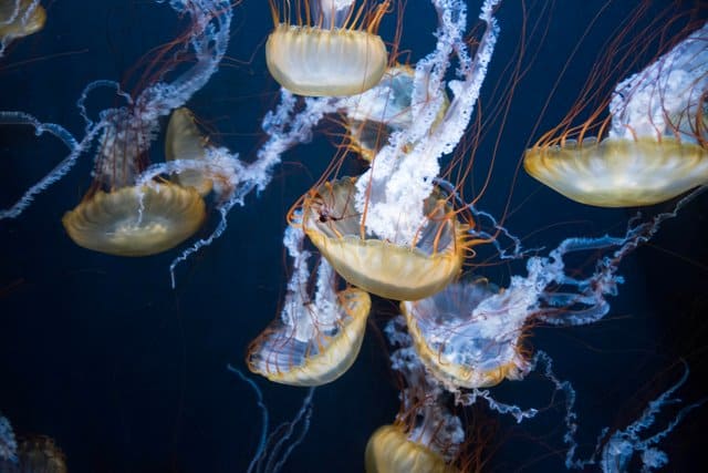 Biodiversity