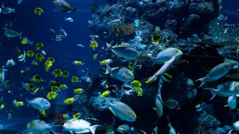 Ecosystem Diversity Image