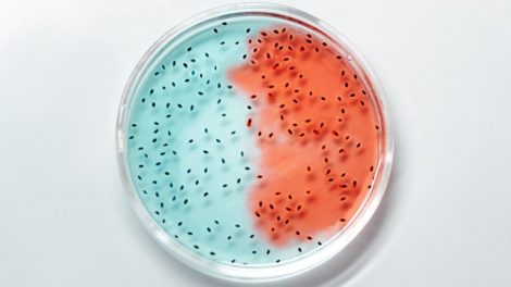 Genetic Diversity