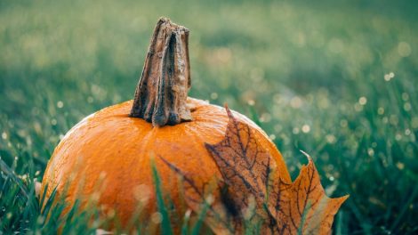 orange pumpkin October