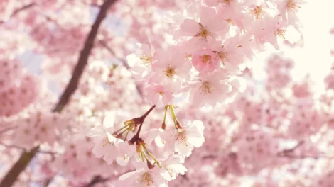 Spring Cherry Blossoms