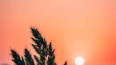 sun